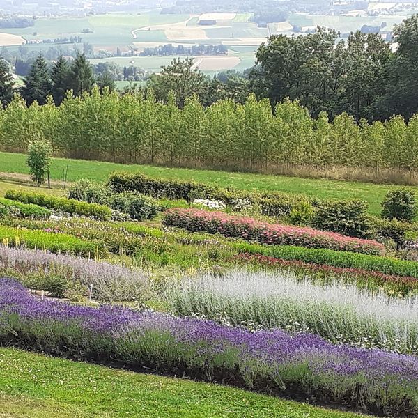 Garten der Geheimnisse / © kfb Pfarrgemeinde Schönering kfb-Abschlussfahrt am 23.6.2022