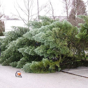 Unser Christbaum