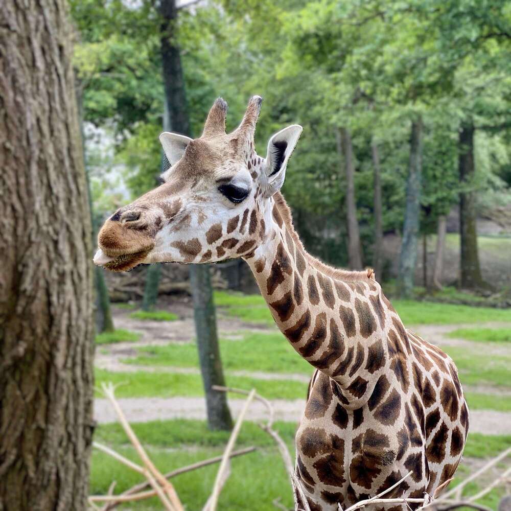 Giraffe
