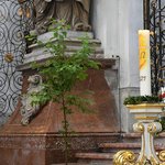 leerer Baum