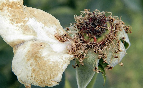 Blume