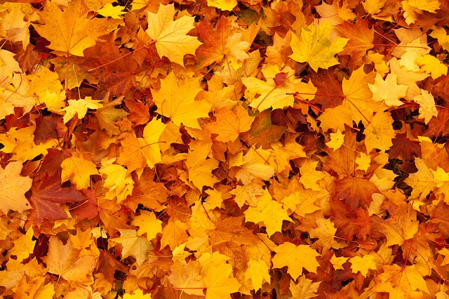 Herbstblätter / © PublicDomainPictures/pixabay.com Herbstblätter